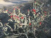 Southwest US Photo
