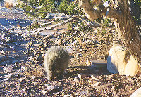 Southwest US Photo