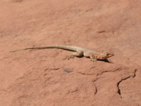 Southwest US Photo